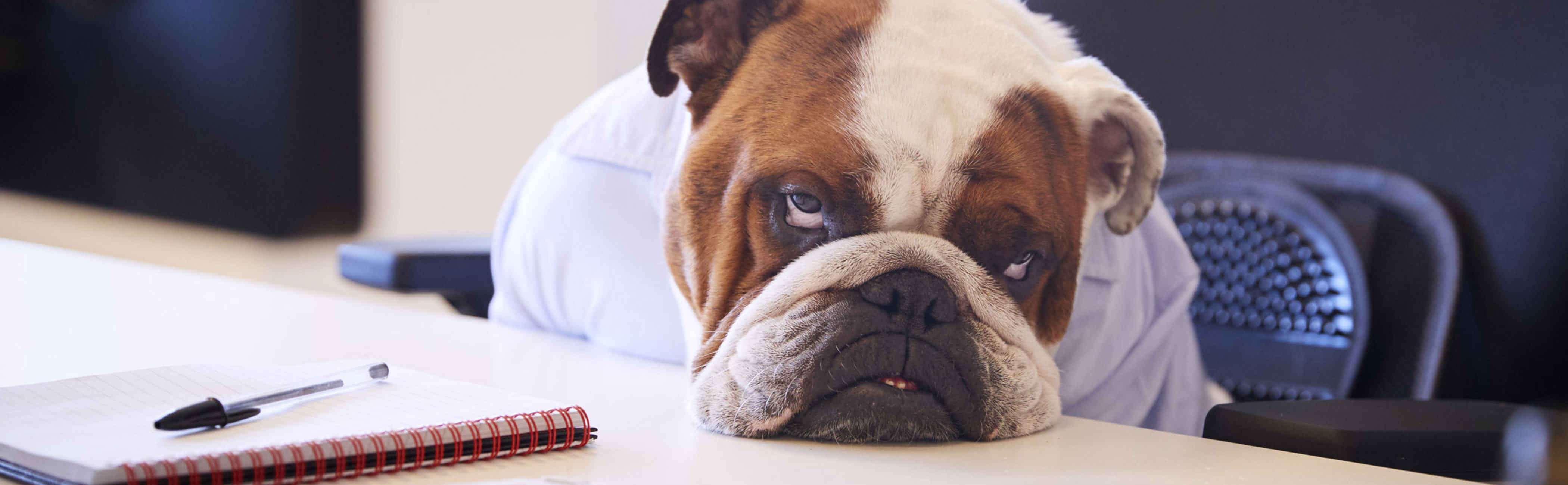 Bulldog with head resting on table, exhausted from trying without success.