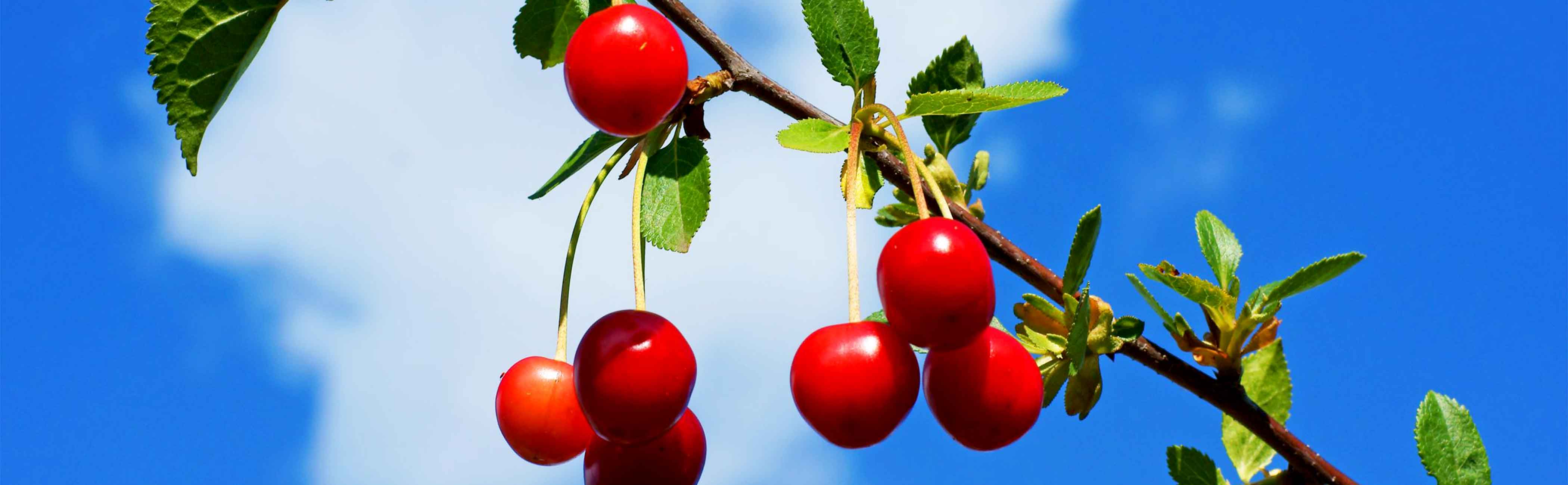 Ripe red cherries hanging from a tree on a sunny day.