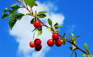Ripe red cherries hanging from a tree on a sunny day.